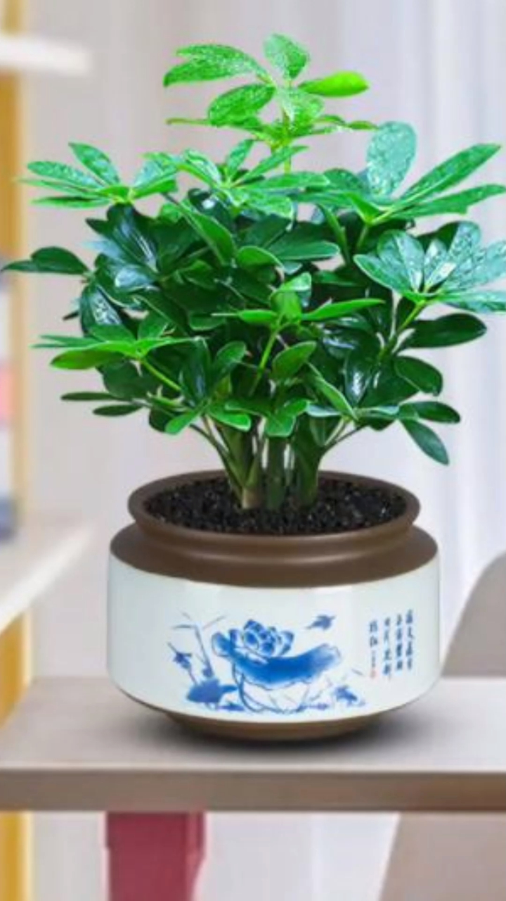 家里什么都不养,也要养一盆七叶莲,非常好养,有水就能存活-度小视