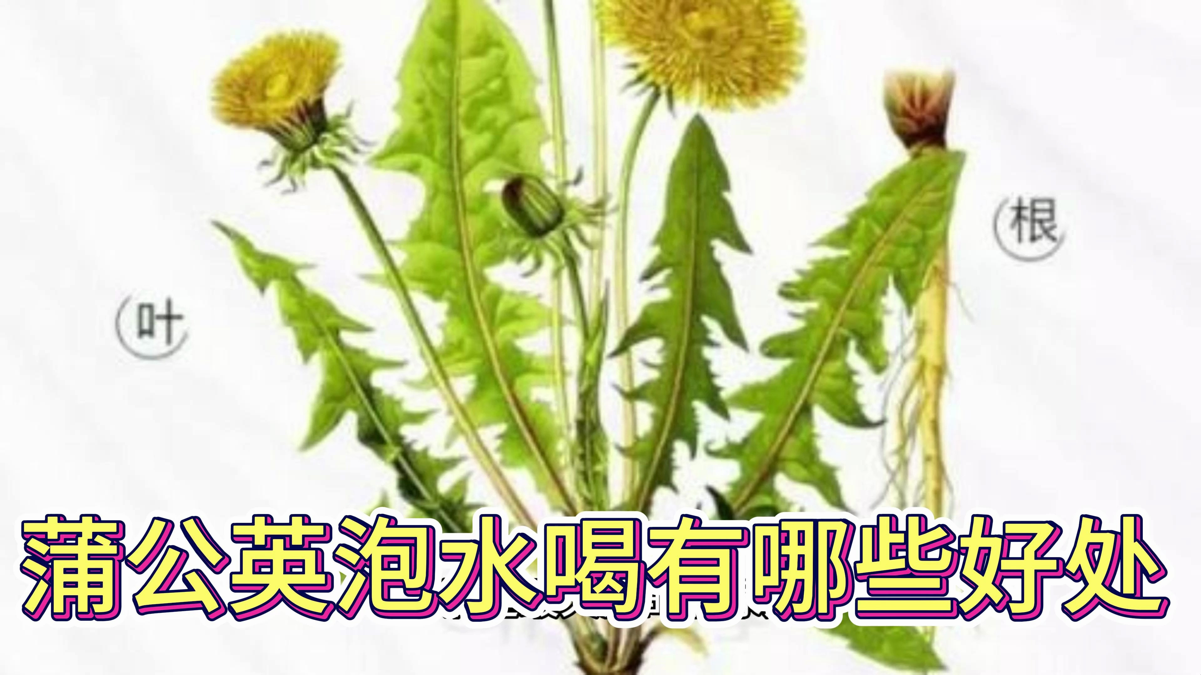 蒲公英泡水喝收获哪些好处,但哪些人不能喝