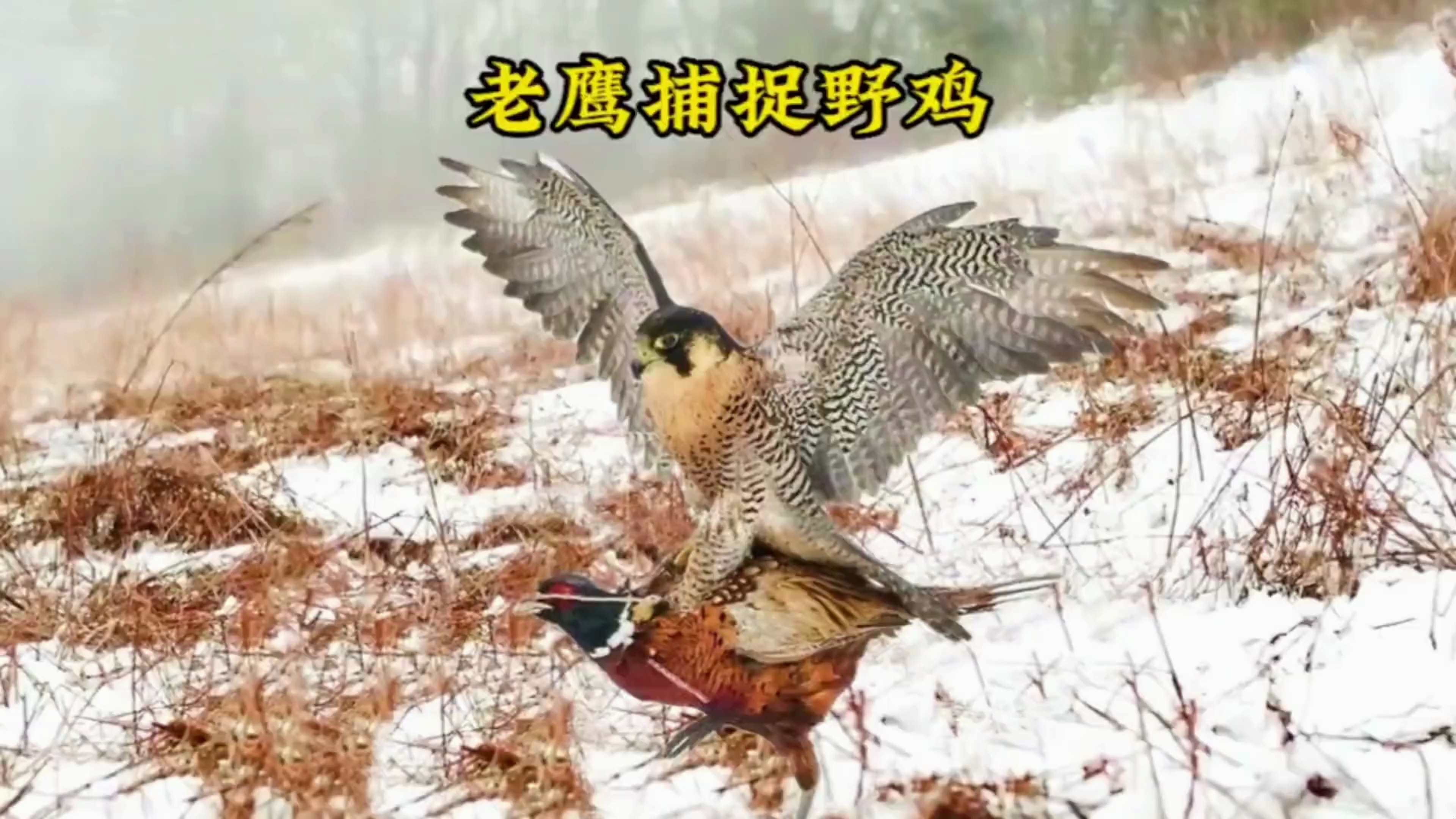 老鹰捕捉野鸡,真是生猛!
