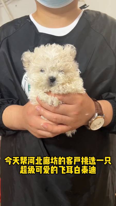 飞耳白泰迪最后的照片也太可爱了你们说她会喜欢吗
