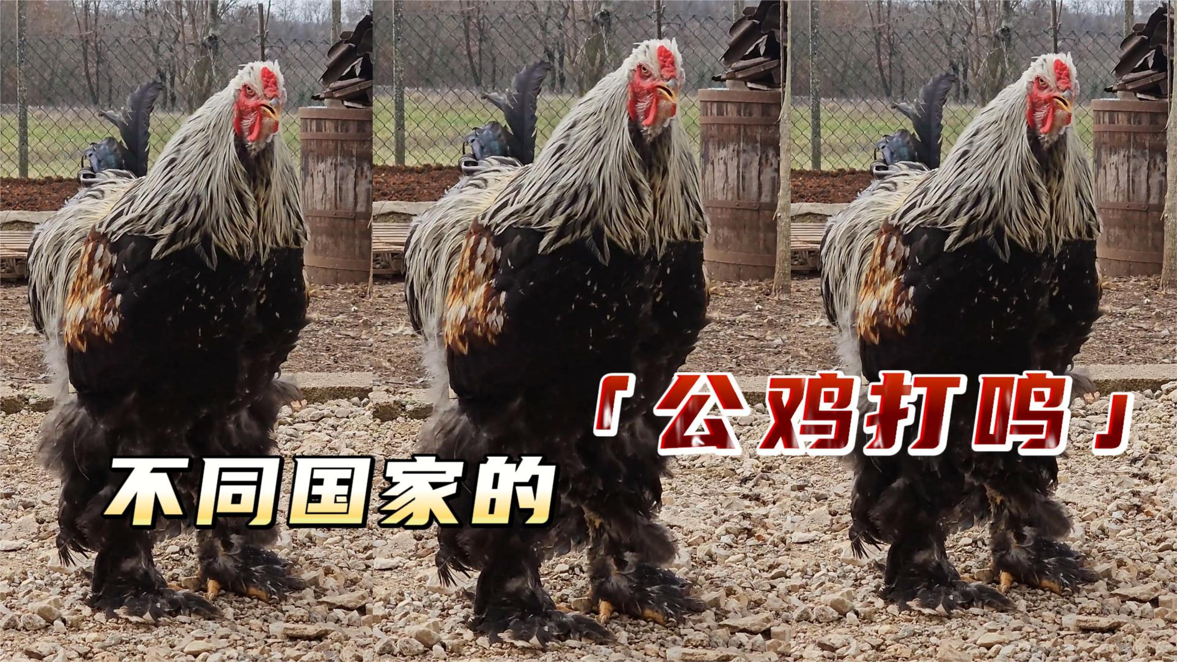 不同国家的公鸡打鸣,印度公鸡哈哈大笑?中国雄鸡声音洪亮