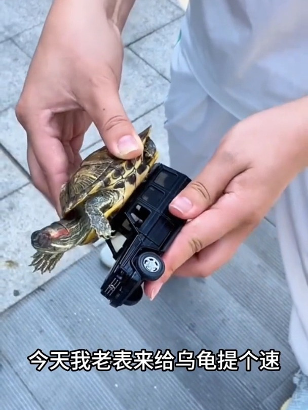 简简单单给乌龟加个速!