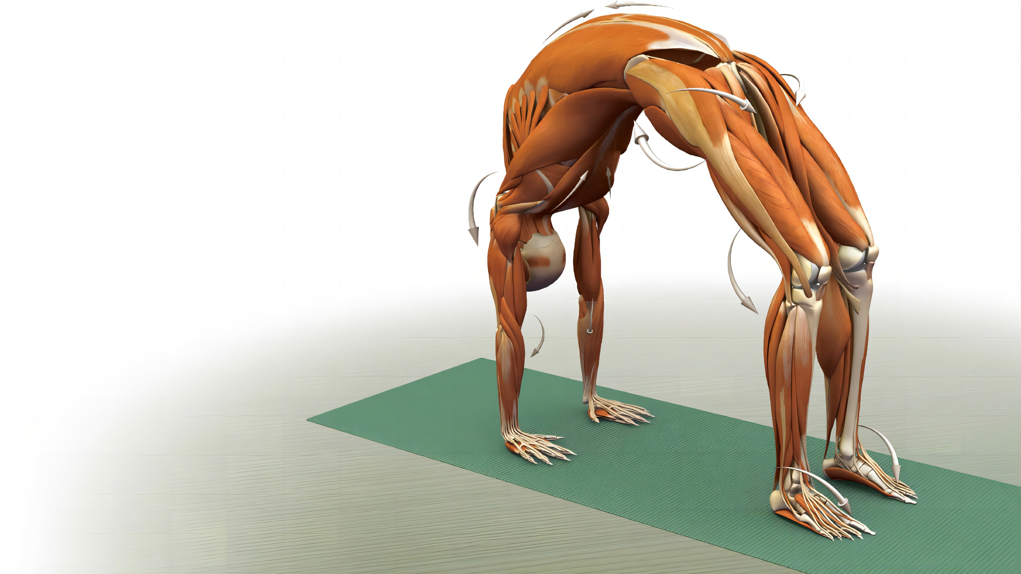 一个视频带你全面了解髋伸肌的知识!