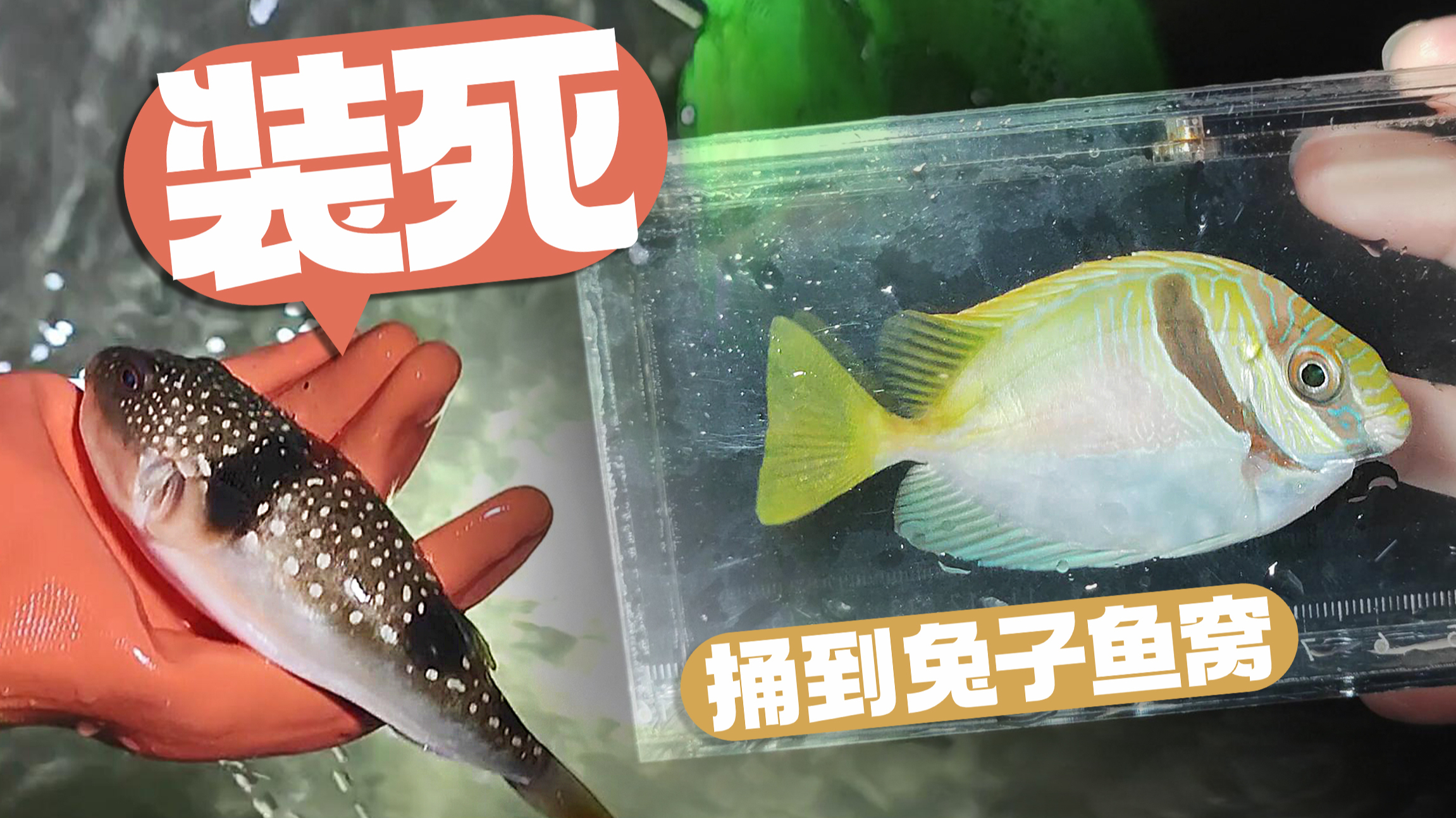 赶海捞到一条会装死的河豚,还一不小心,捅到了兔子鱼窝