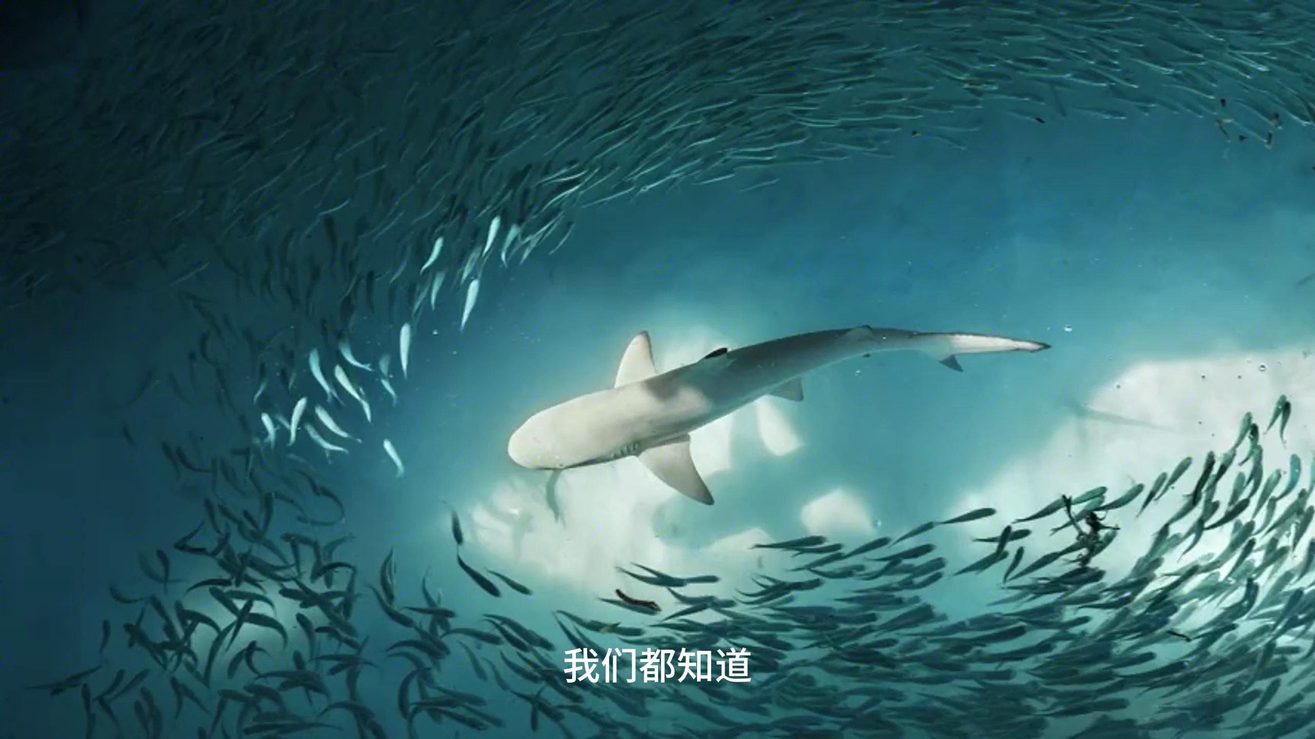 鲸鱼的心脏有多大,你绝对想不到,竟然高到500公斤