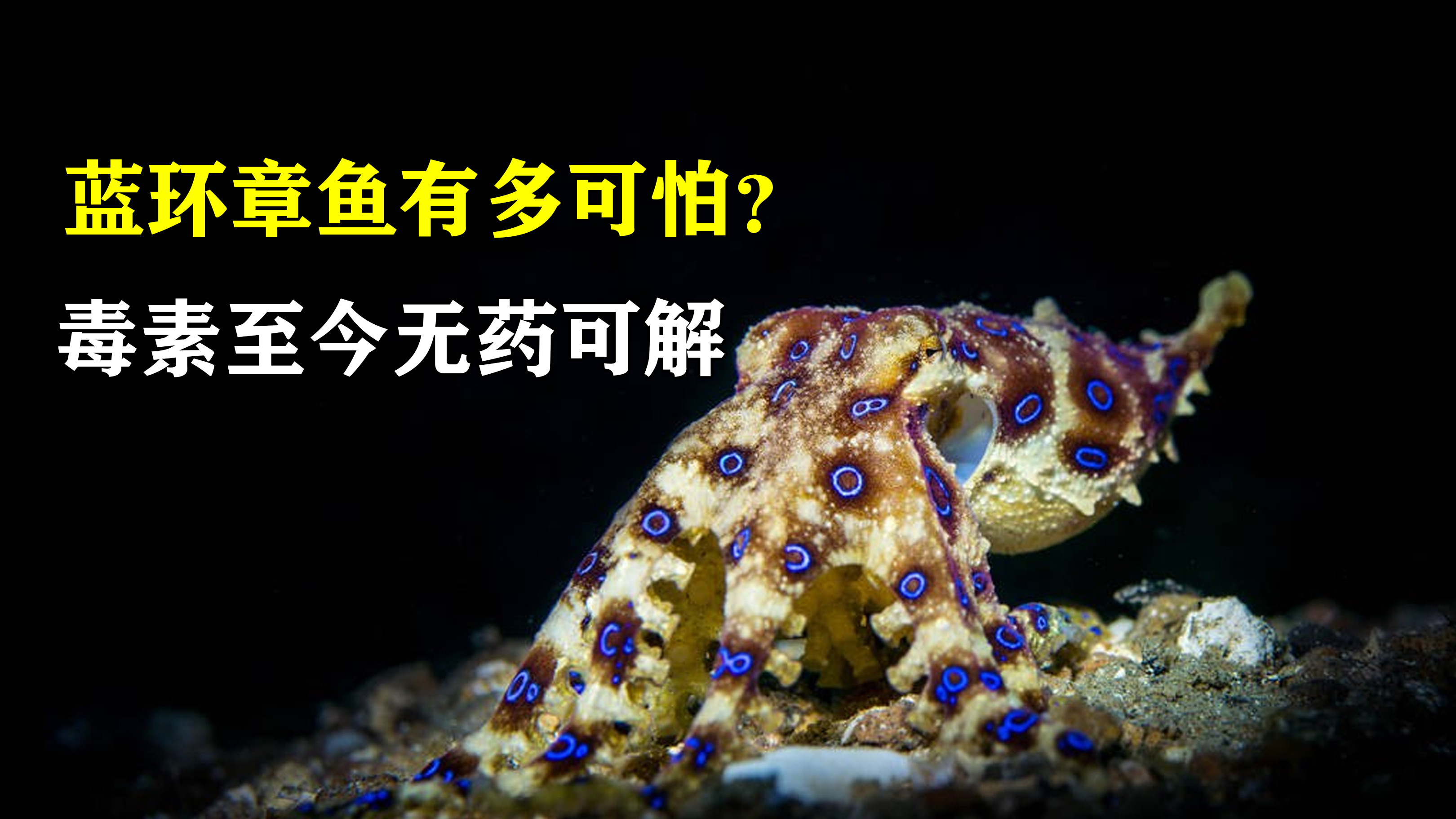 世界上最毒的蓝环章鱼,毒素能杀死26名成年人,目前没有解毒方法