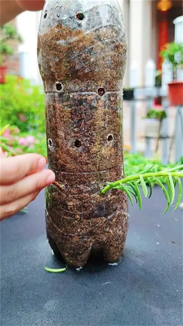 塑料瓶种太阳花,分享养花经验-度小视