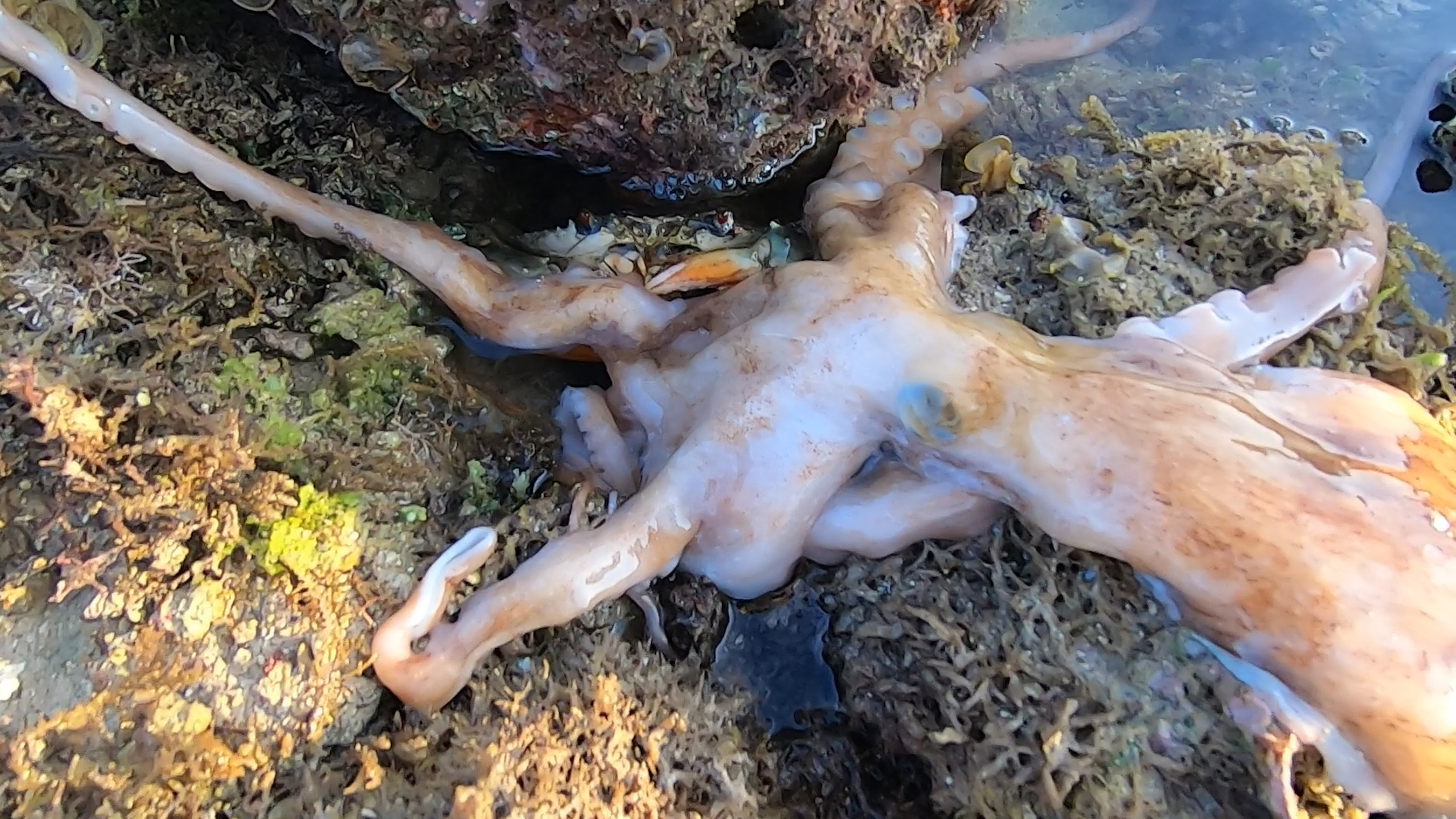 阿明赶海竟撞见神奇的一幕,青蟹觅食八爪鱼,还有深海大红龙