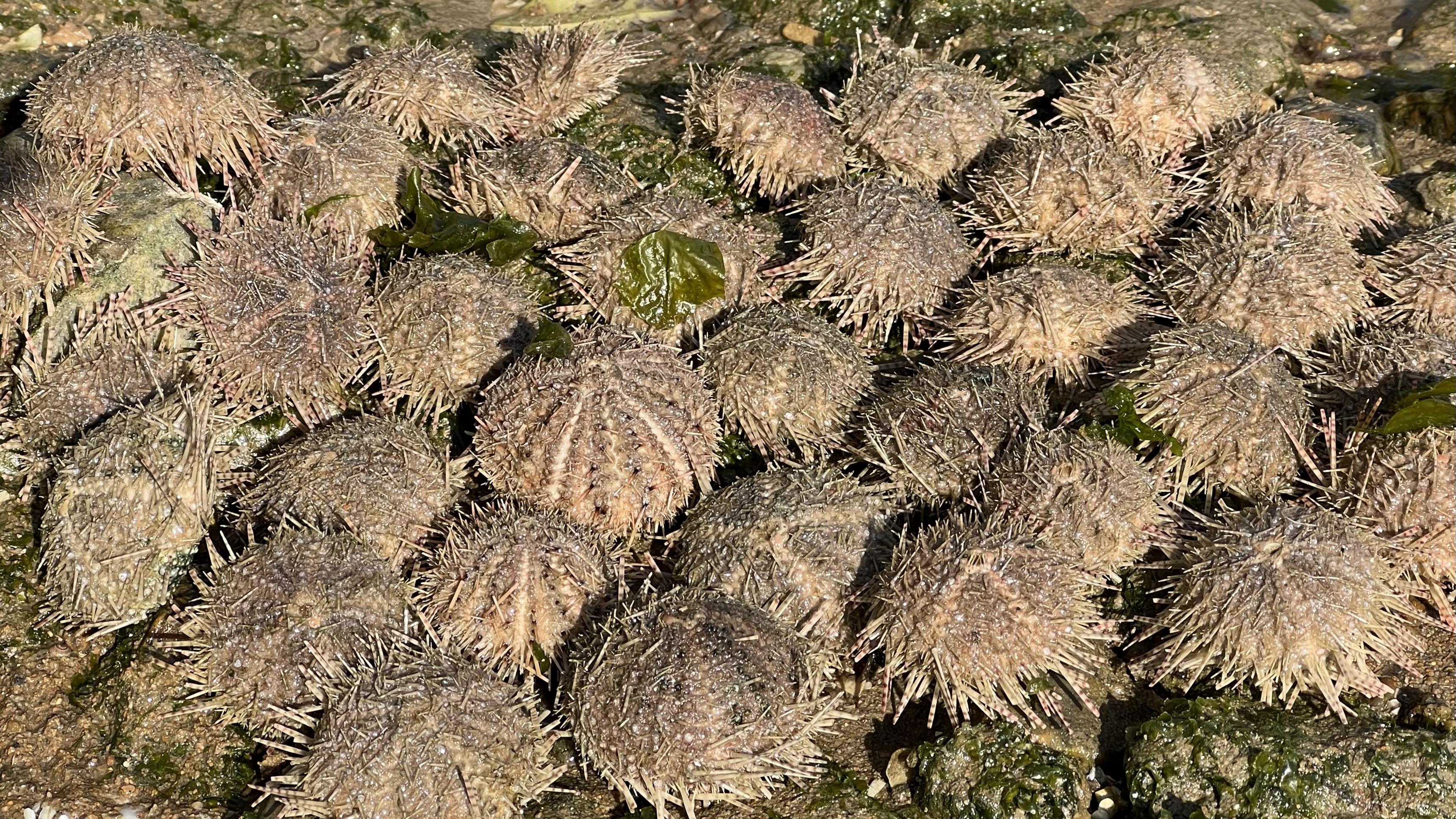 大齐赶海,退潮后跟在老大爷后面发现一大片海胆,还有猫眼螺