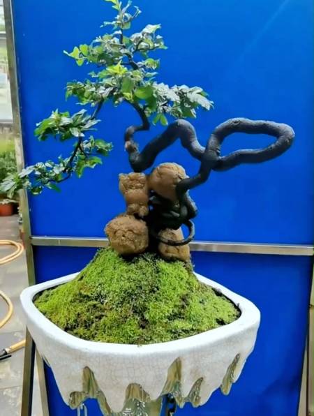 金弹子盆景根艺之美,你也爱了吗?-度小视