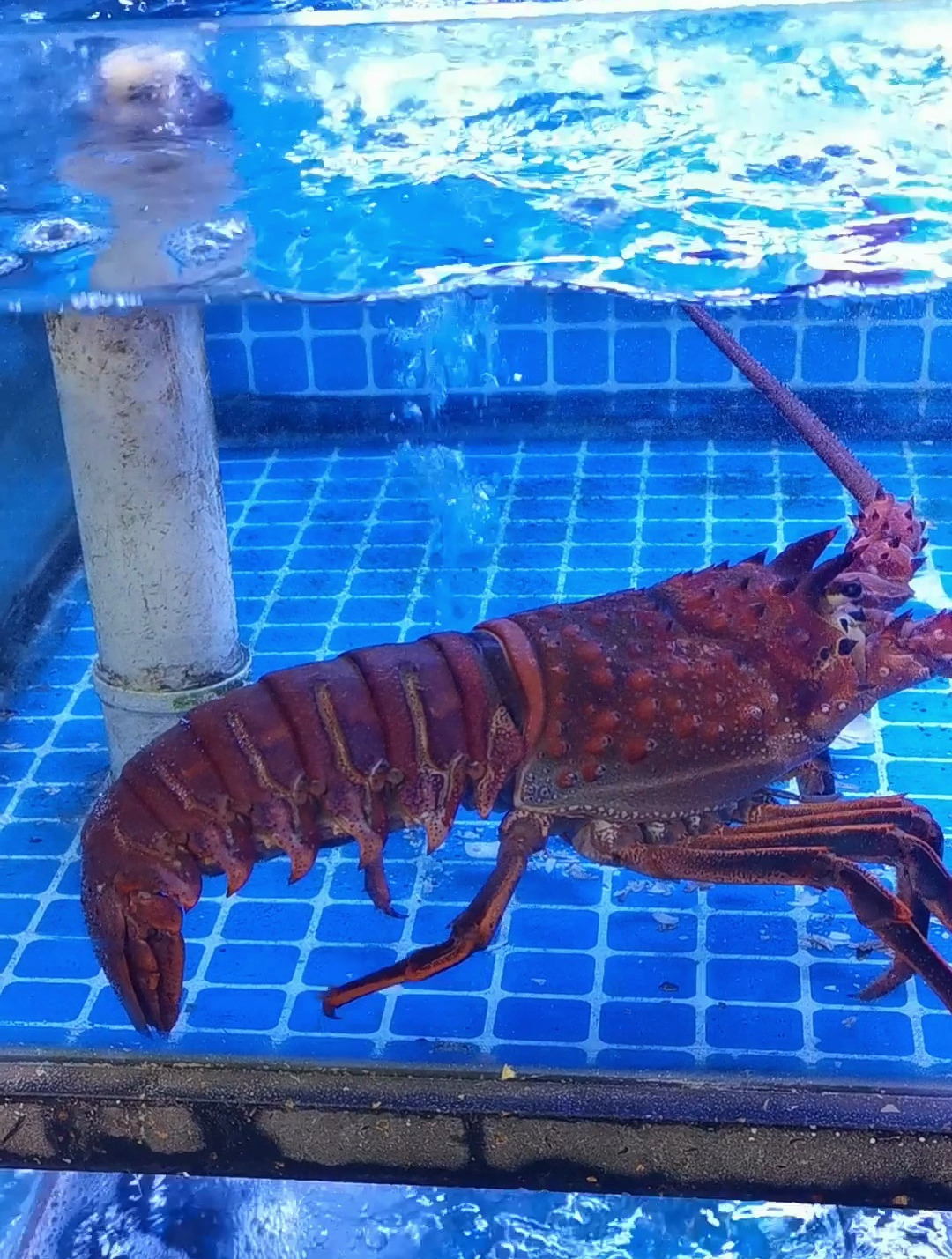 给你们看看泊来鲜海鲜超市的墨西哥红龙虾有多大!