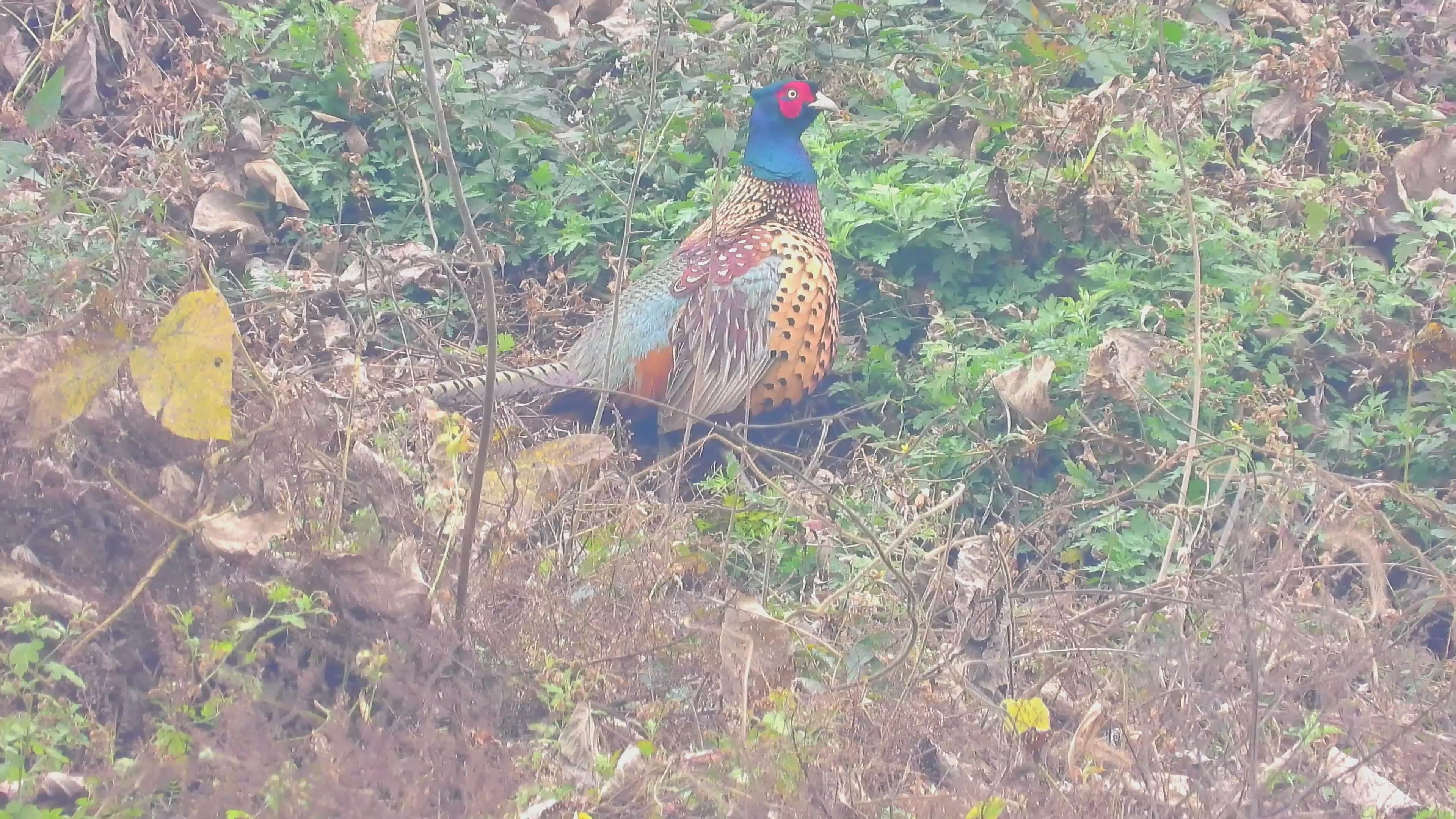 草丛中漂亮公野鸡,野鸡叫声,飞扑大叫一声