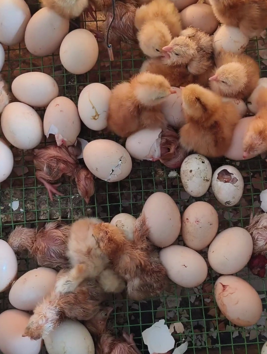 自己在家孵化的小鸡,成功了