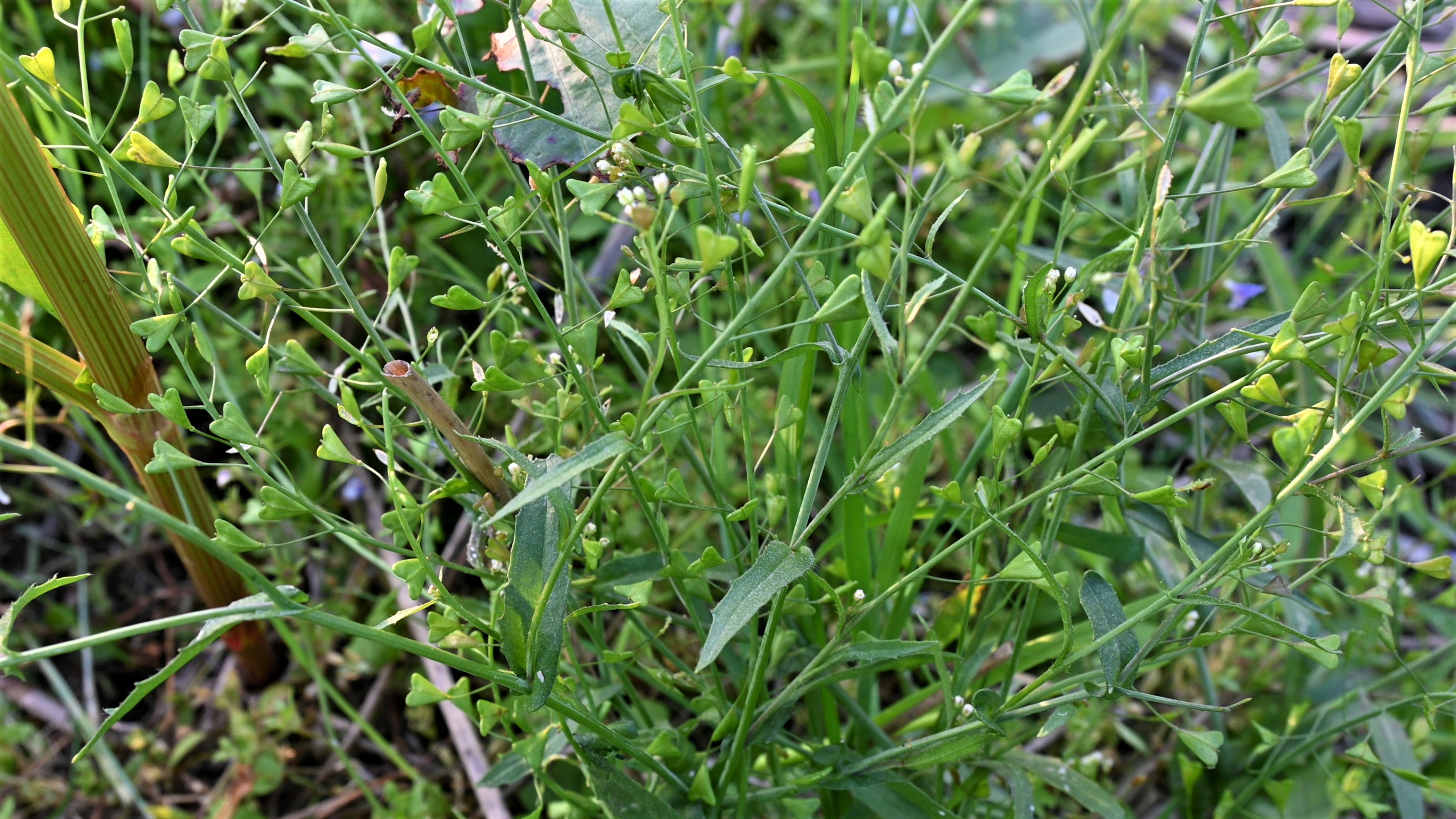 俗谚“三月三,荠菜当灵丹”,全草用作煮鸡蛋,食用价值了解吗?