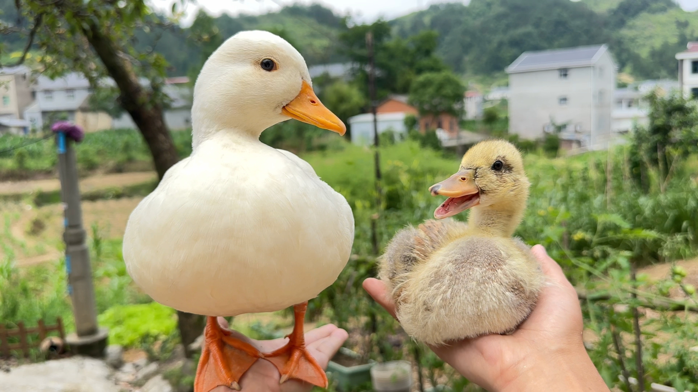 速度超快的潜水鸭，在盆底打圈圈