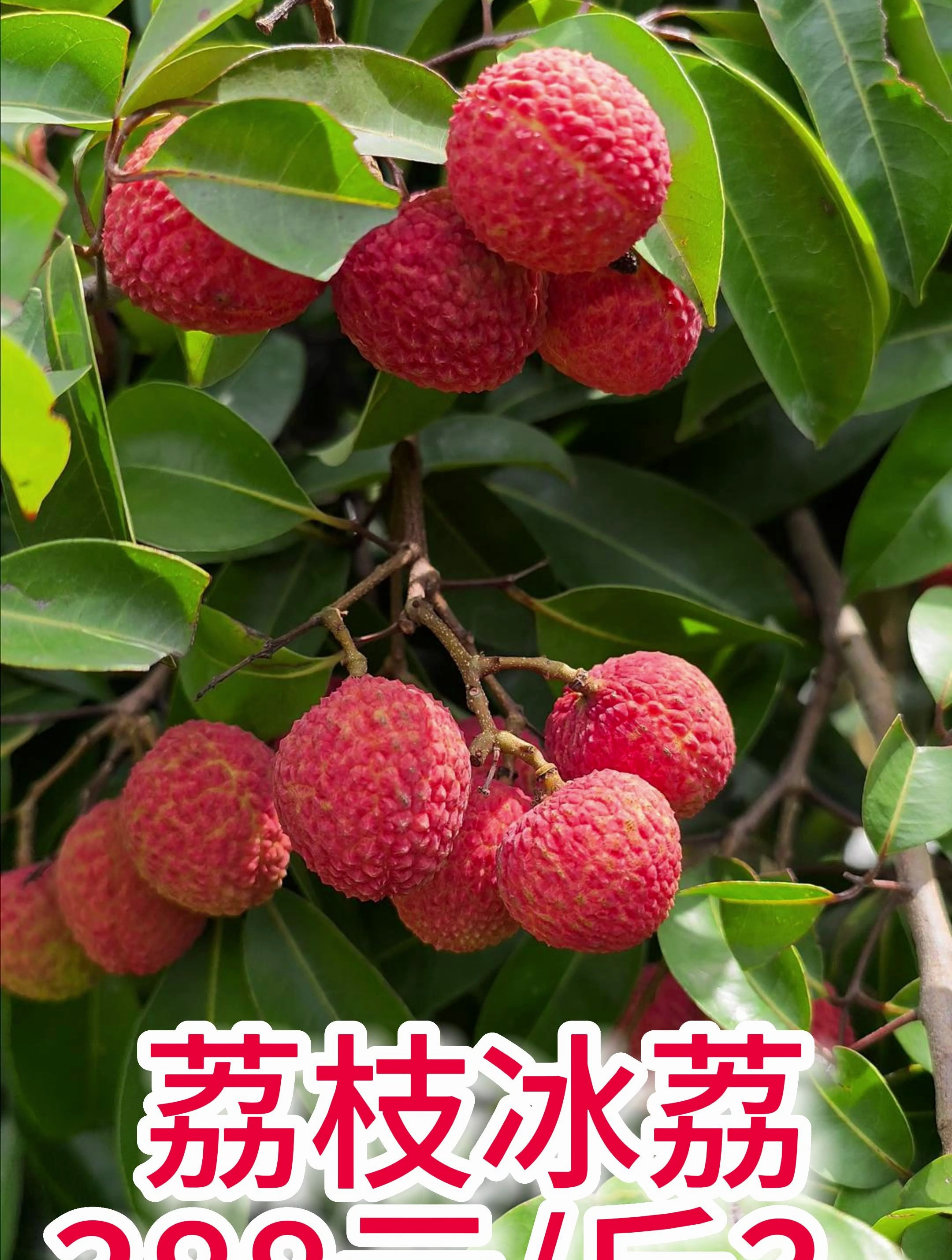 你吃过吗?这么贵的荔枝