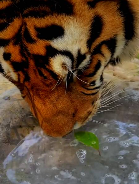 老虎趴着喝水图片图片