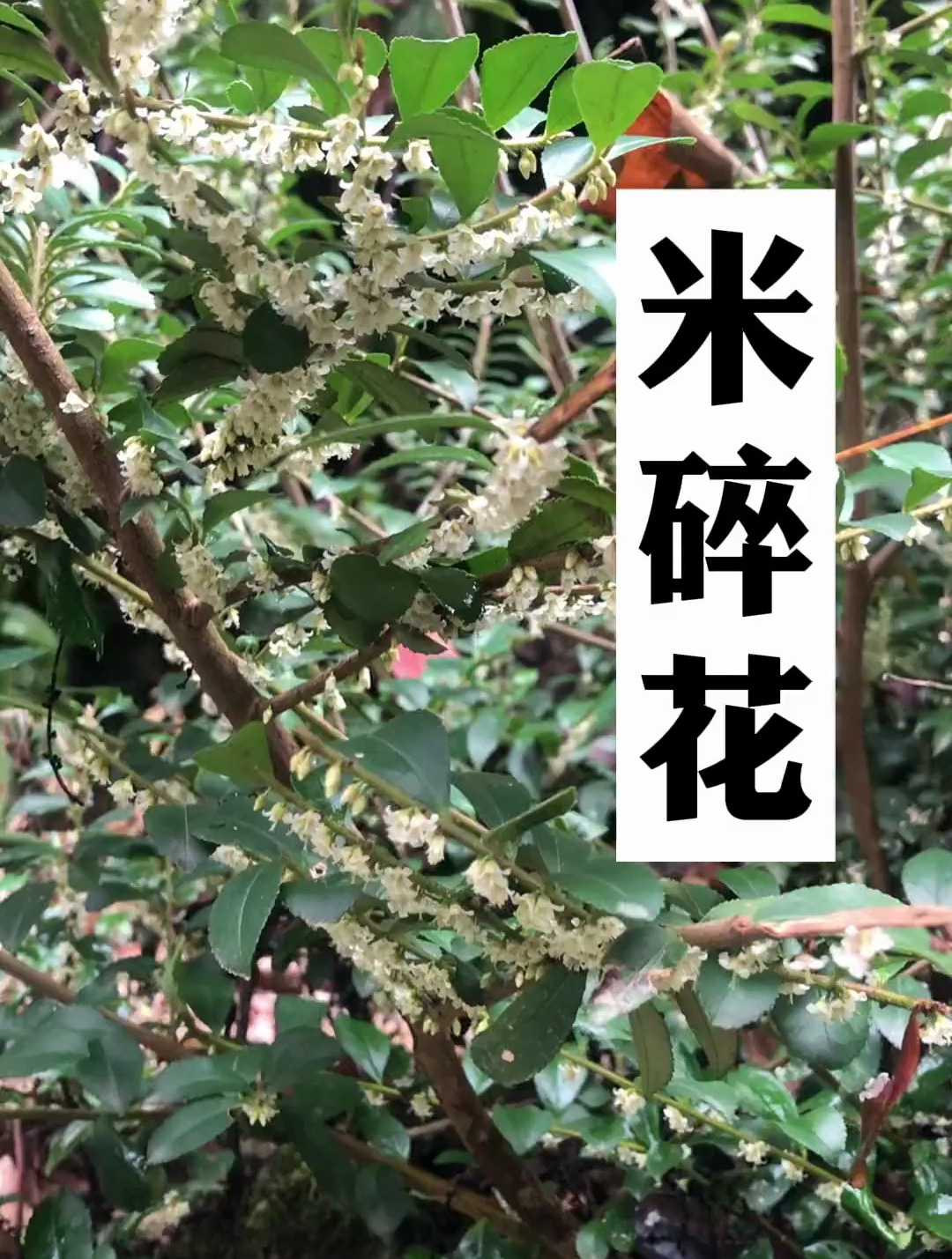 米碎花 冬季开花 岭南蜜源植物