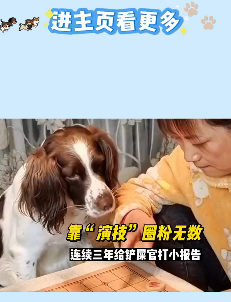 仔仔史宾格犬:三年如一日,用演技向主人告密