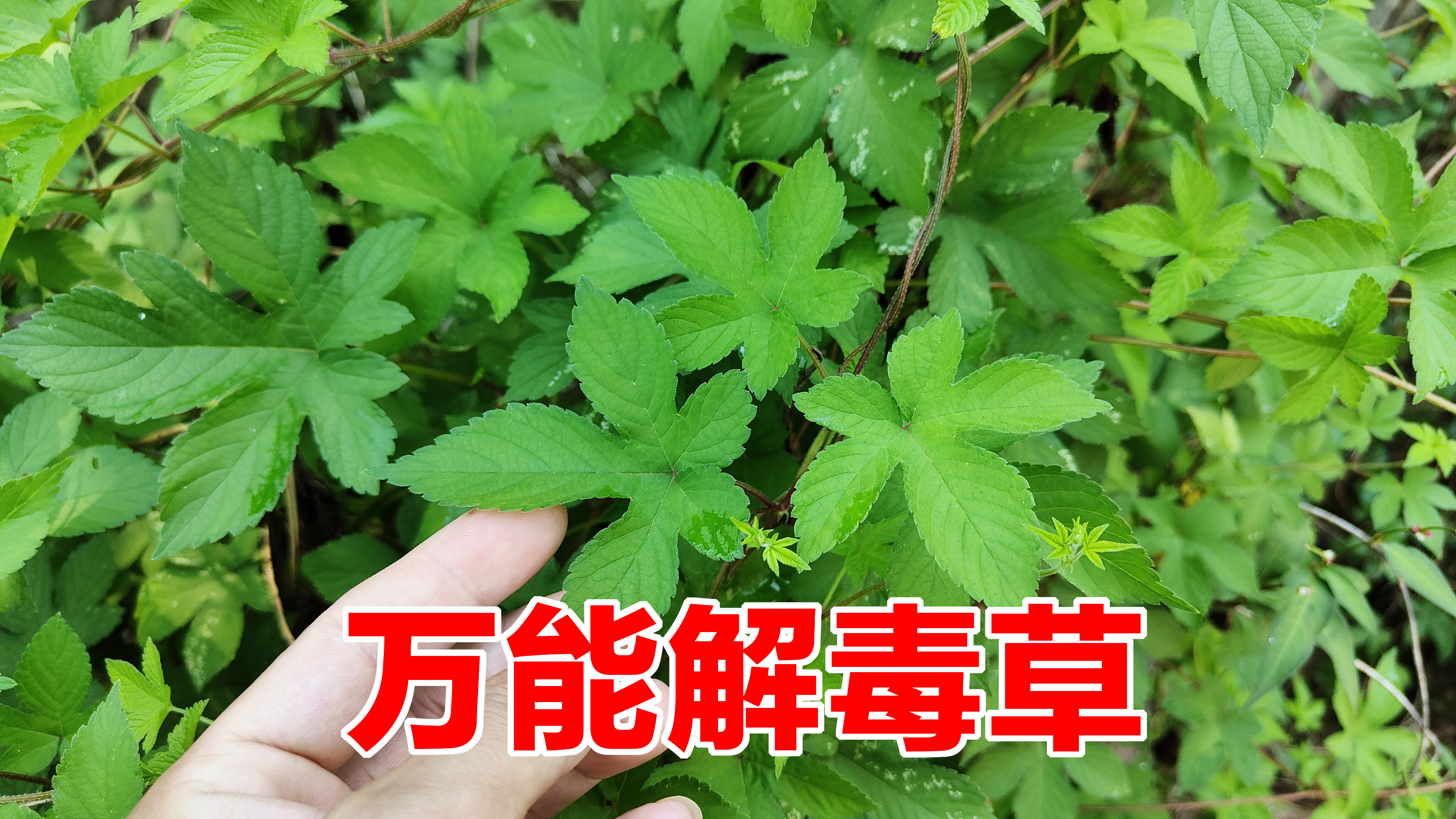 拉拉秧又名活血草，被当地人称为“万能解毒草”，遇见割回家煮水