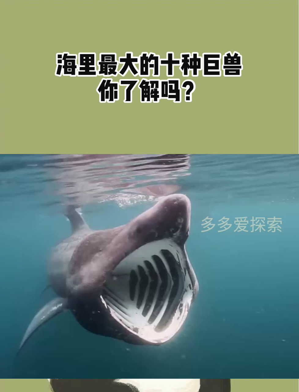 海里最大的十种巨兽,你了解吗?