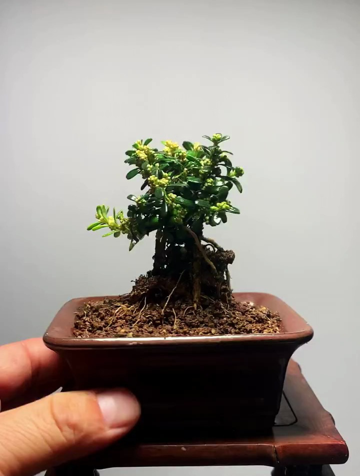 凤凰山米叶黄杨盆景制作,盆景艺术