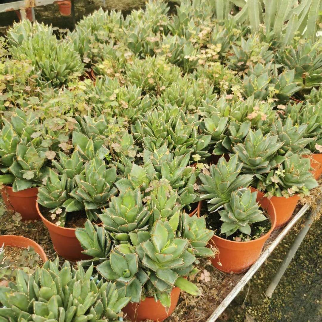 优质多肉植物,大量批发中