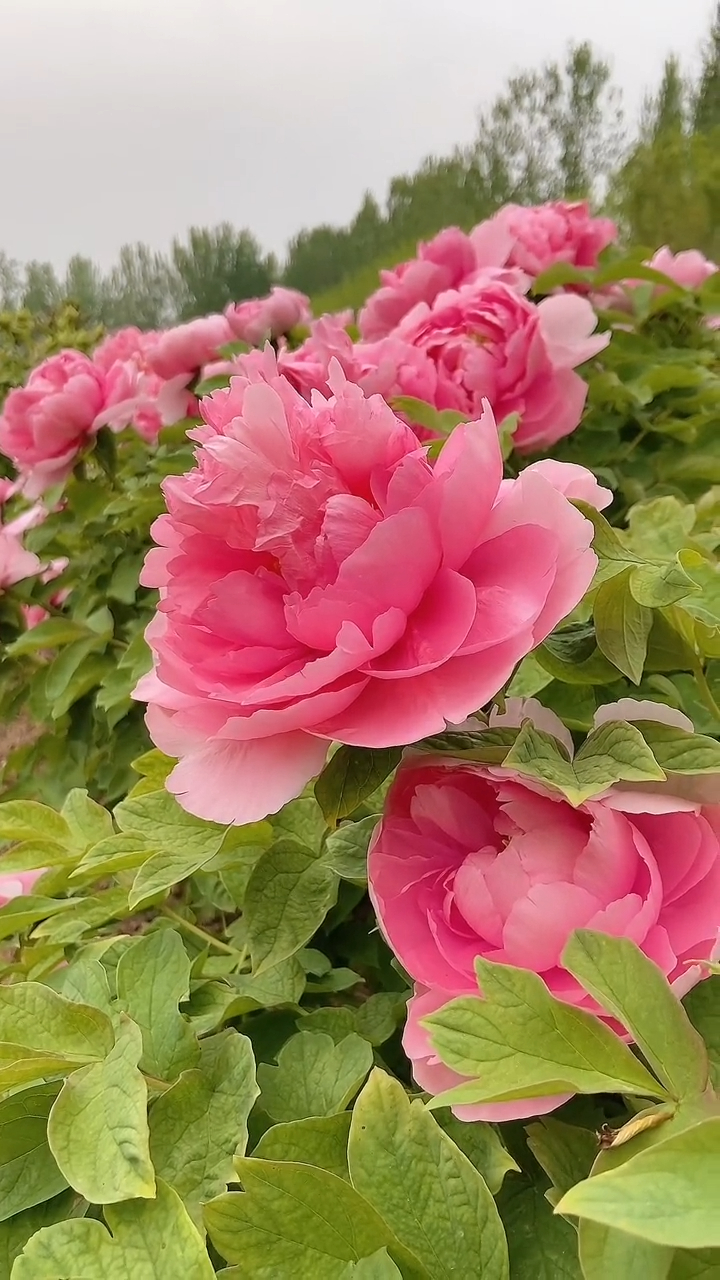 牡丹花装点着大自然,使大自然充满了生机,充满了活跃的气氛