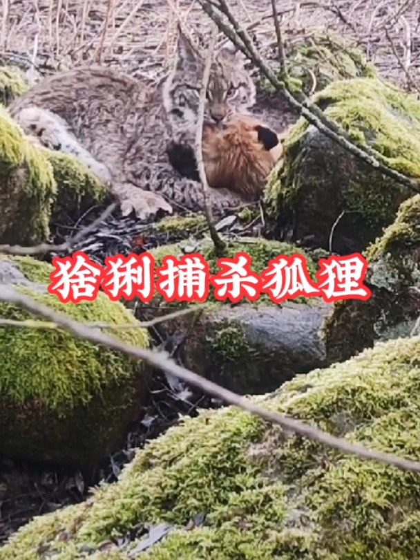 猞猁大开杀戒,一口咬住了狐狸
