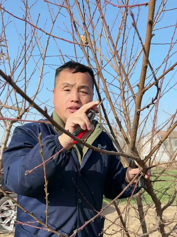 三分钟学会桃树修剪 农技 乡村守护人 树枝修剪