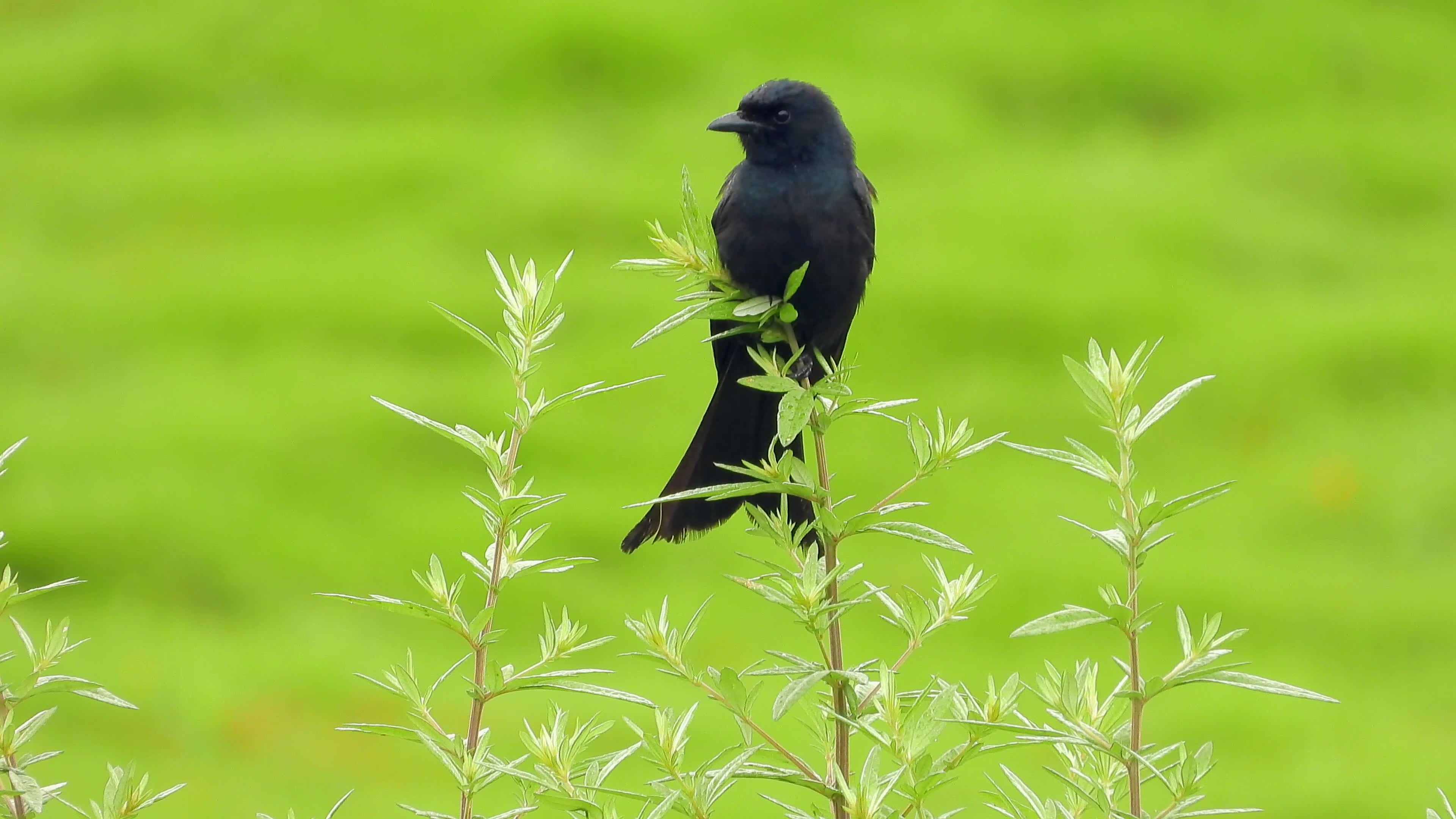 野外实拍小鸟,漂亮的黑卷尾,拍摄时全程竹鸡叫声