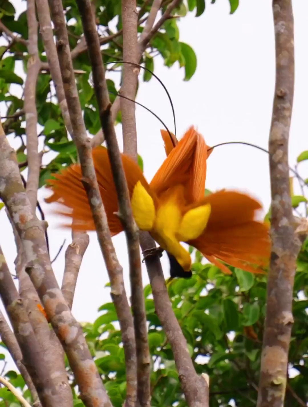 求偶中的大极乐鸟