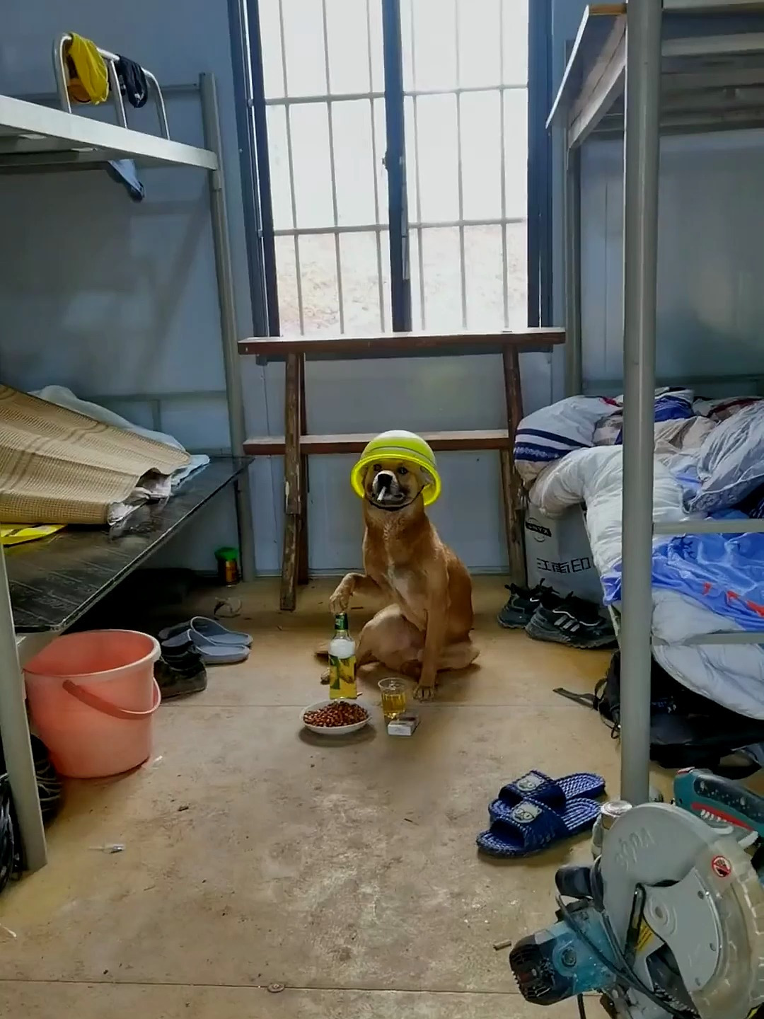 旺总:"其实我很烦恼" 狗狗 打工人 工地 工程人 楠邦建设