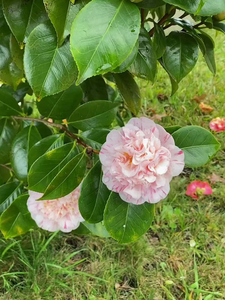漂亮又多花的茶花:阳光大道大卡特-度小视