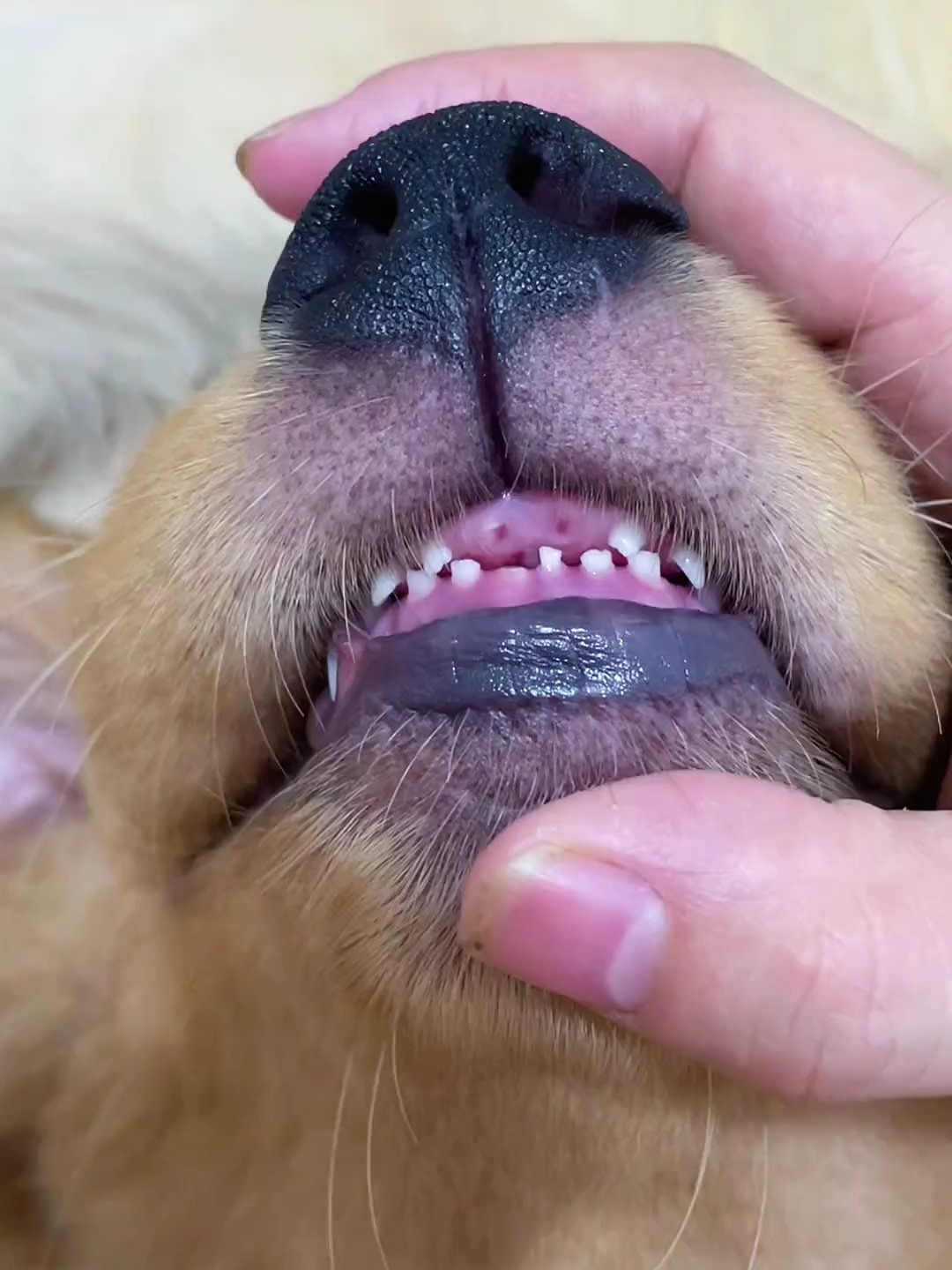 这口牙恐怕是喝稀饭都会漏 小金毛 狗狗换牙 家有萌宠