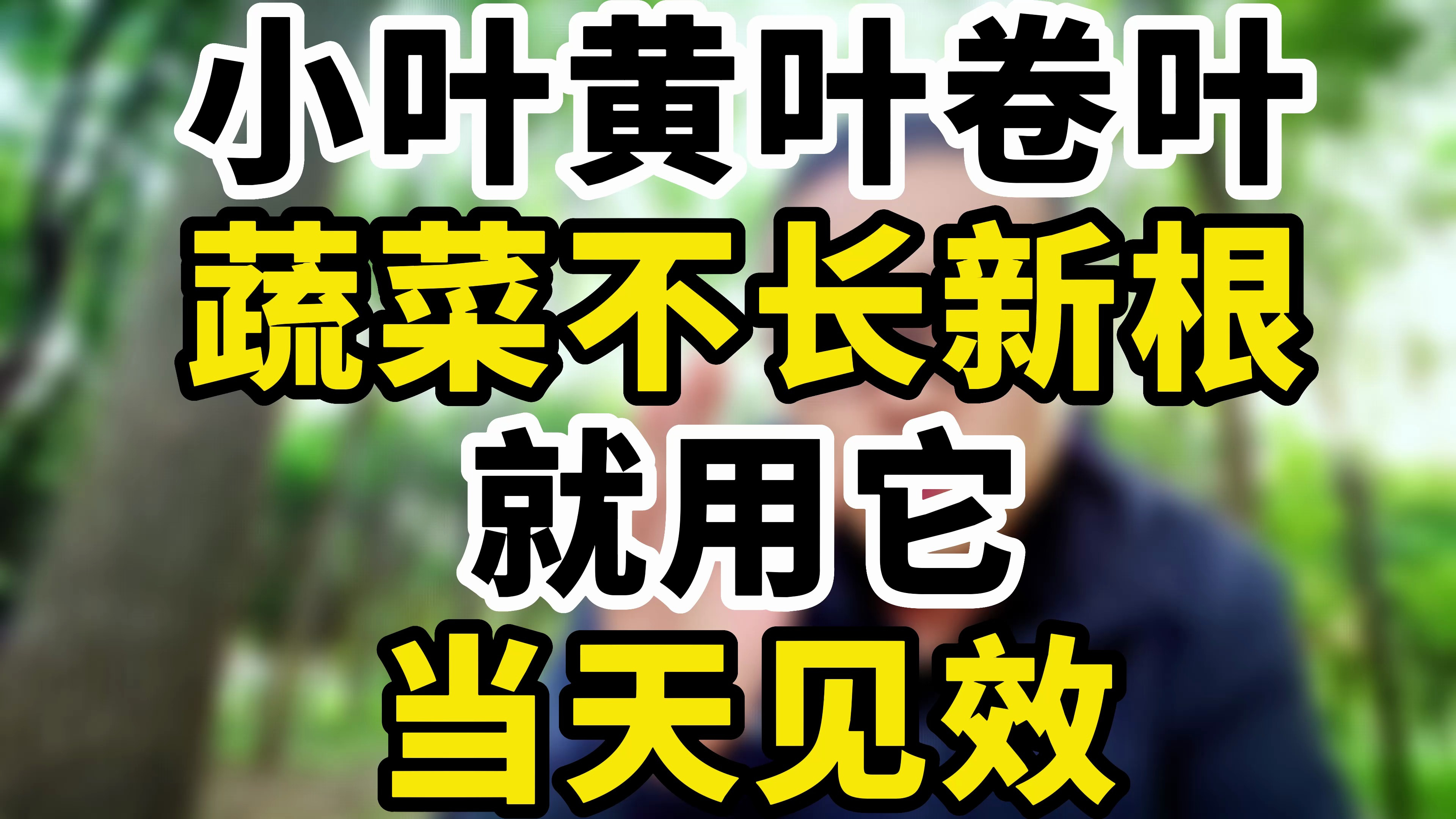 小叶黄叶卷叶,蔬菜不长新根就用它,当天见效