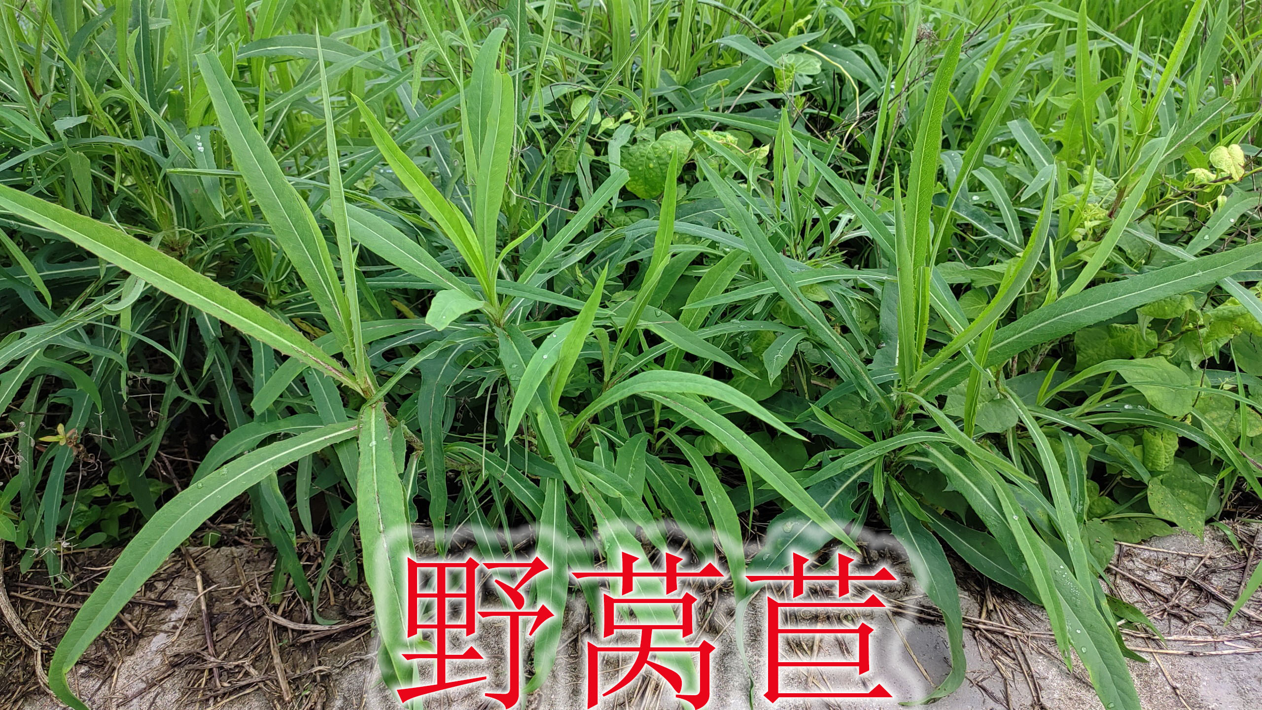 农村优质野菜“翅果菊”,植物别称“野莴苣”,用途与价值很珍贵