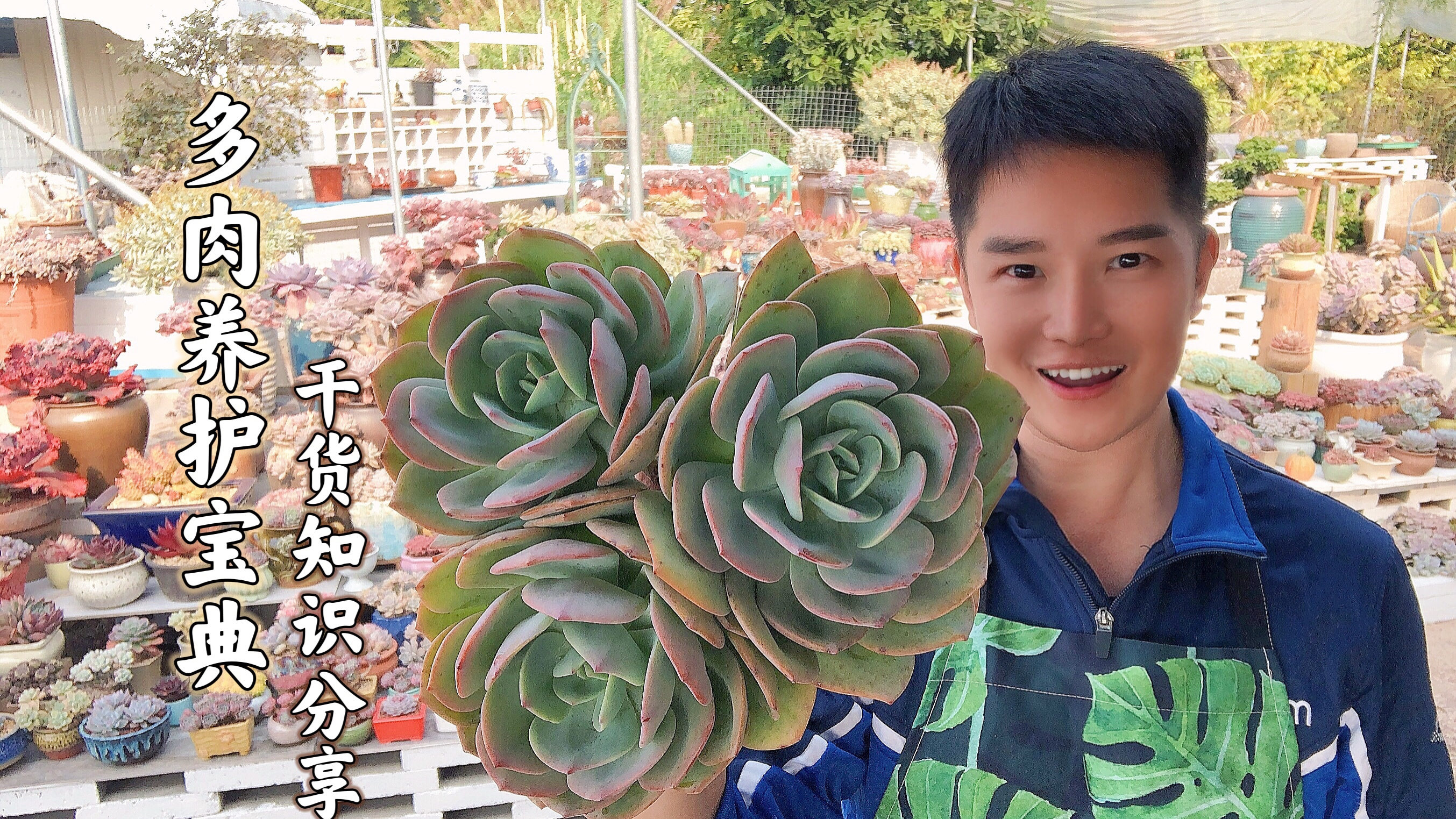 分享实用养肉小知识,这些多肉千万不要买,不然你只会入坑越深!