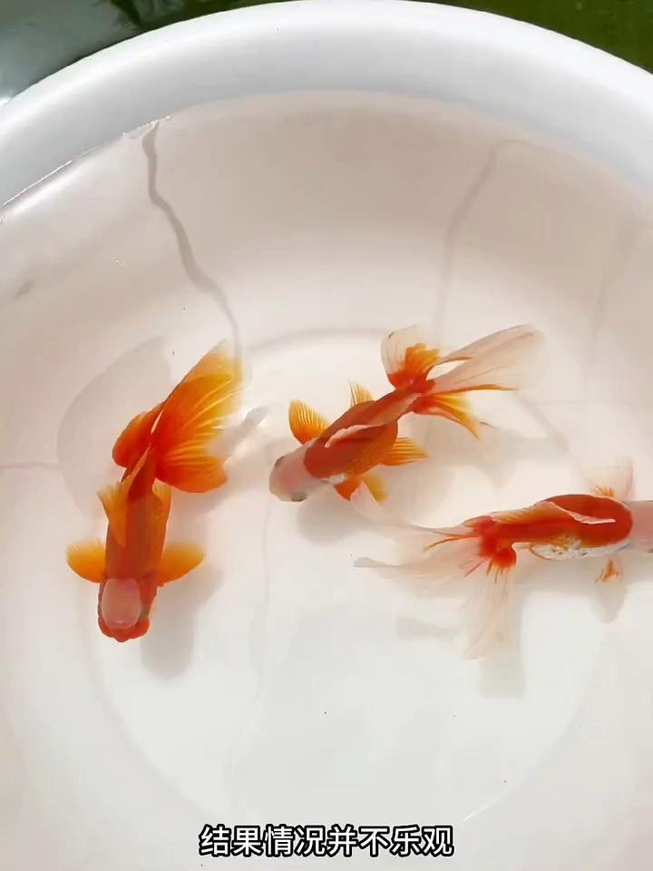 传统金鱼品种凤尾高头简称凤高