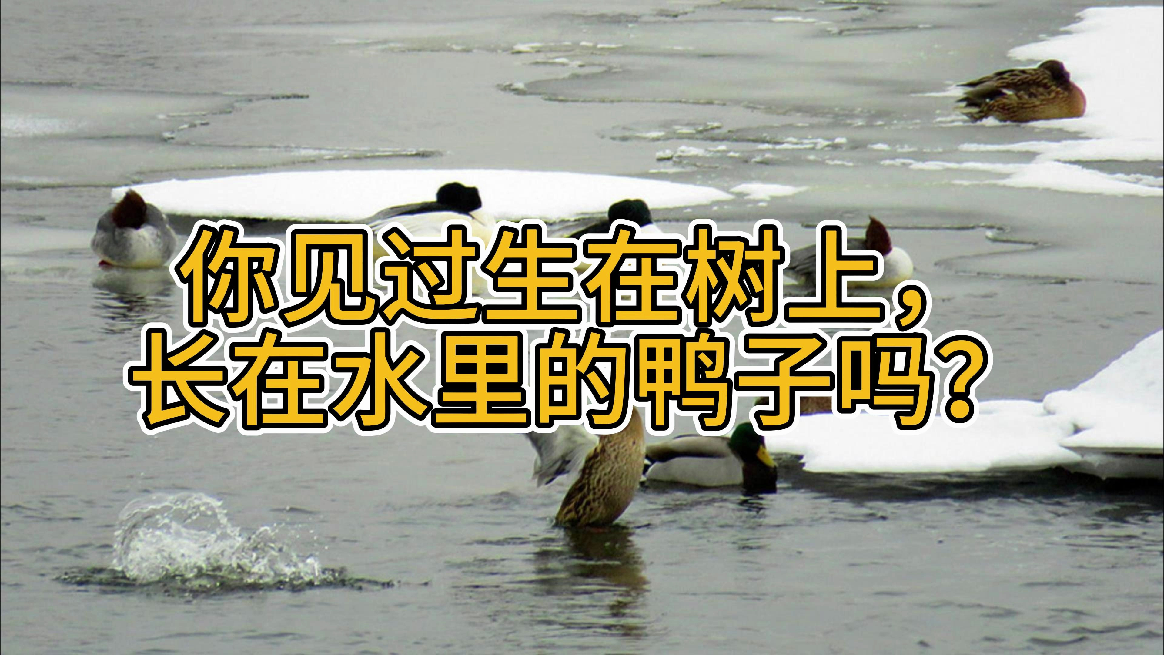你见过生在树上,长在水里的鸭子吗?