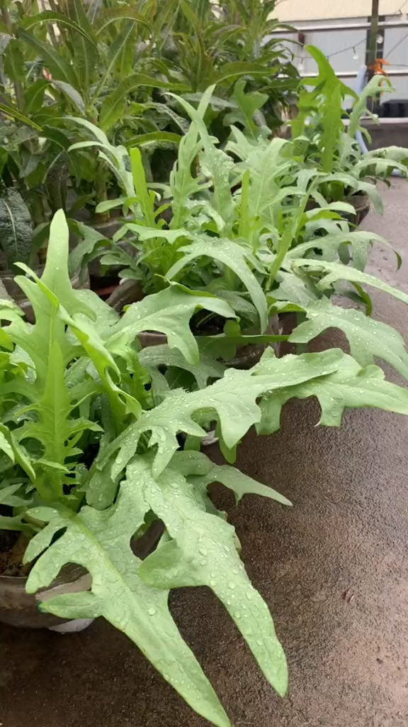 栽阳春花芽油麦菜全过程这甜麦菜好吃可以采收几个月耐高温不招虫