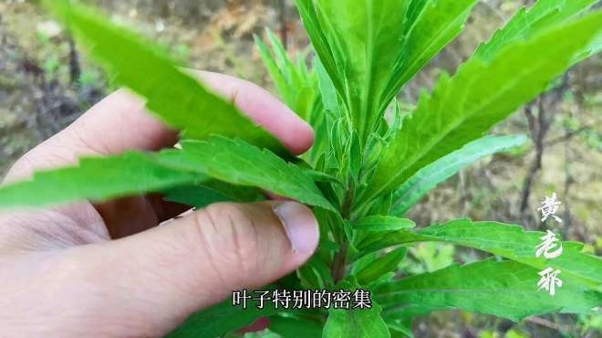 [图]外感发热，泄泻，胃炎，皮疹不妨来找田间飞蓬草，或许有疗效