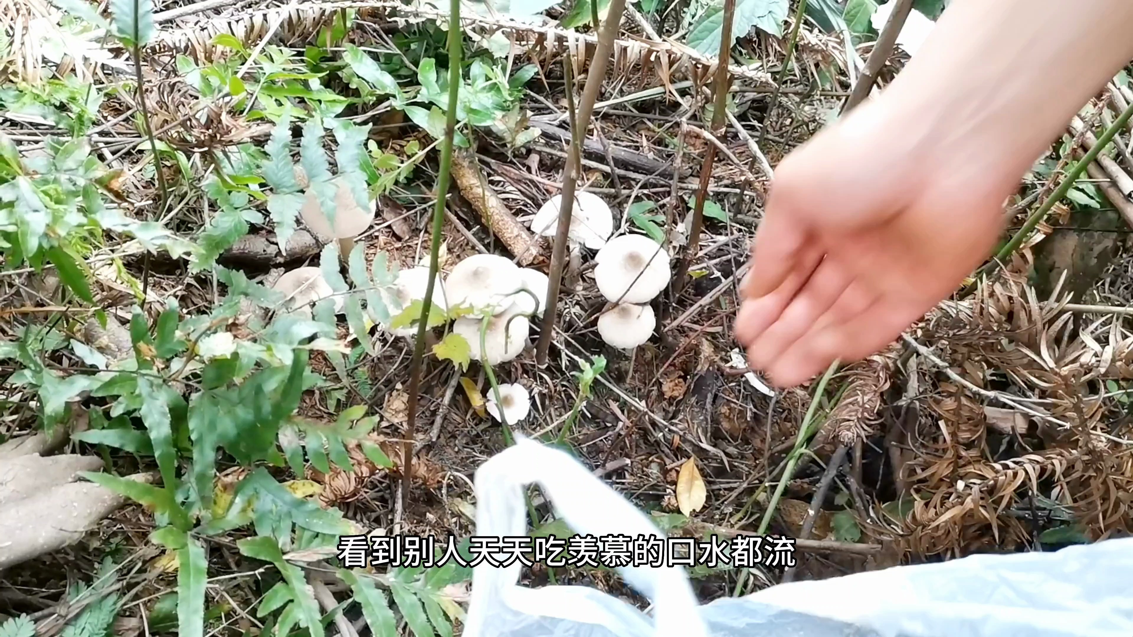 天天看到别人发鸡枞菌,终于到自己的一次,你们都是怎么煮呢?