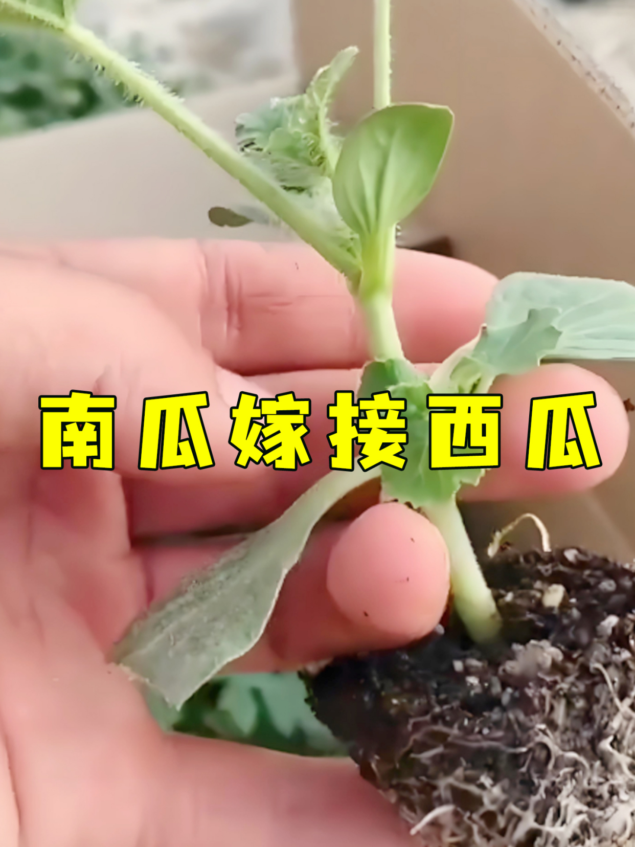 南瓜嫁接西瓜 将南瓜和西瓜进行嫁接