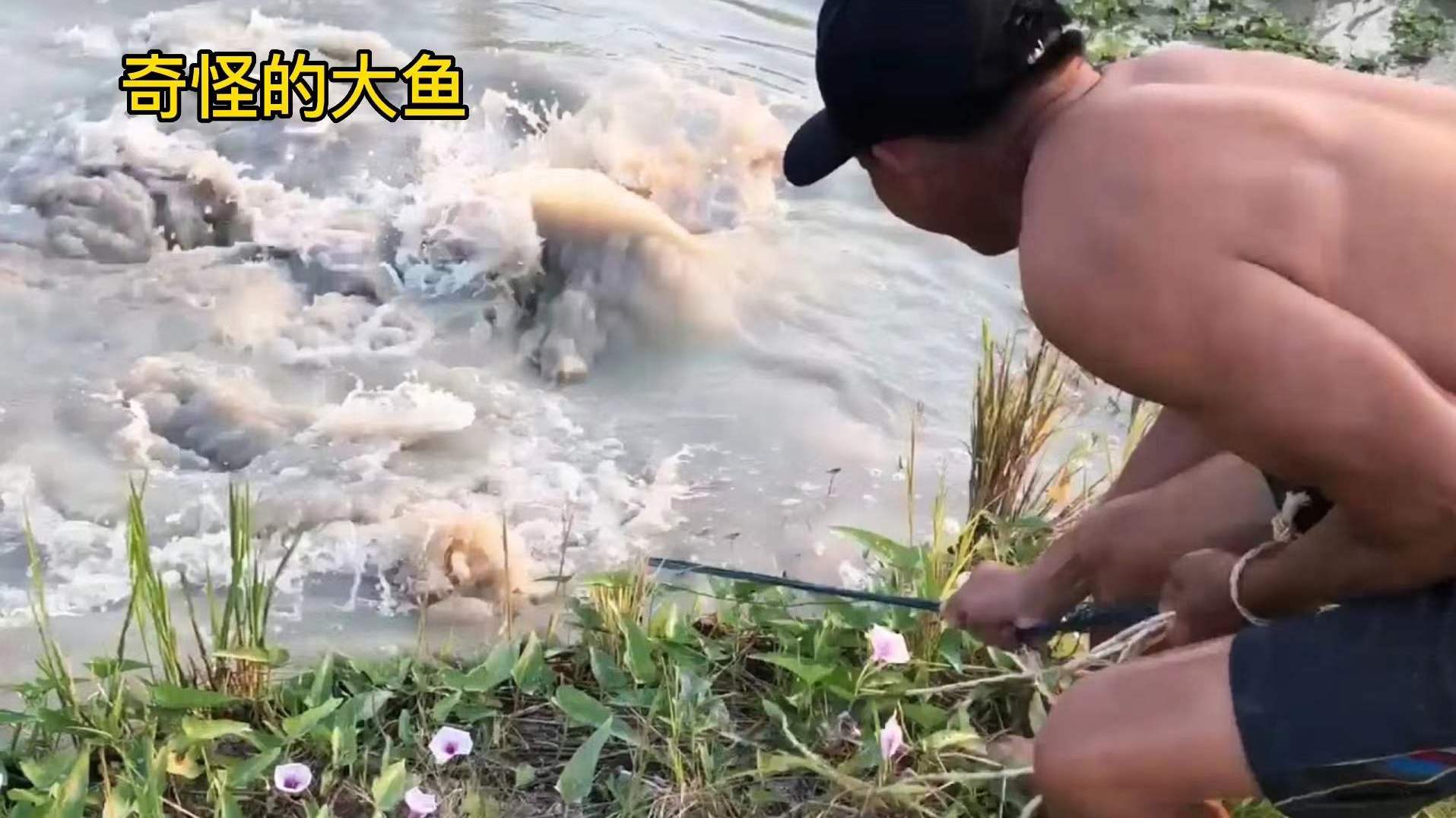 男人臭水沟撒网捕鱼,意外捕获两条超级“大草鱼”,这回发财了