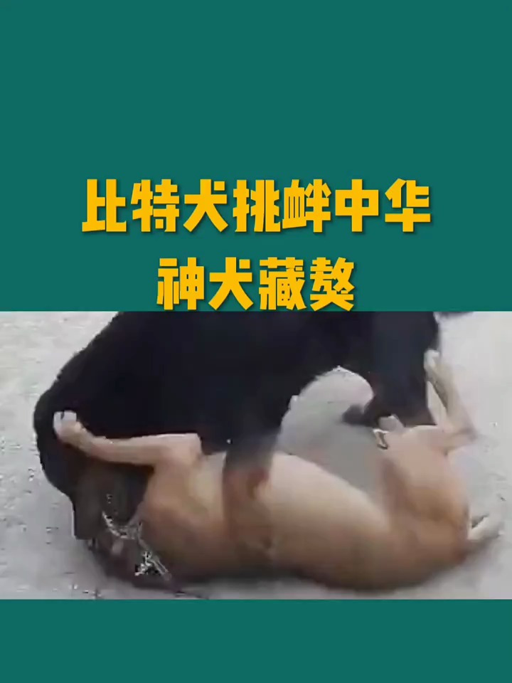 比特犬挑衅中华神犬藏獒,本以为势均力敌,没想到被咬的狗血淋头-度小