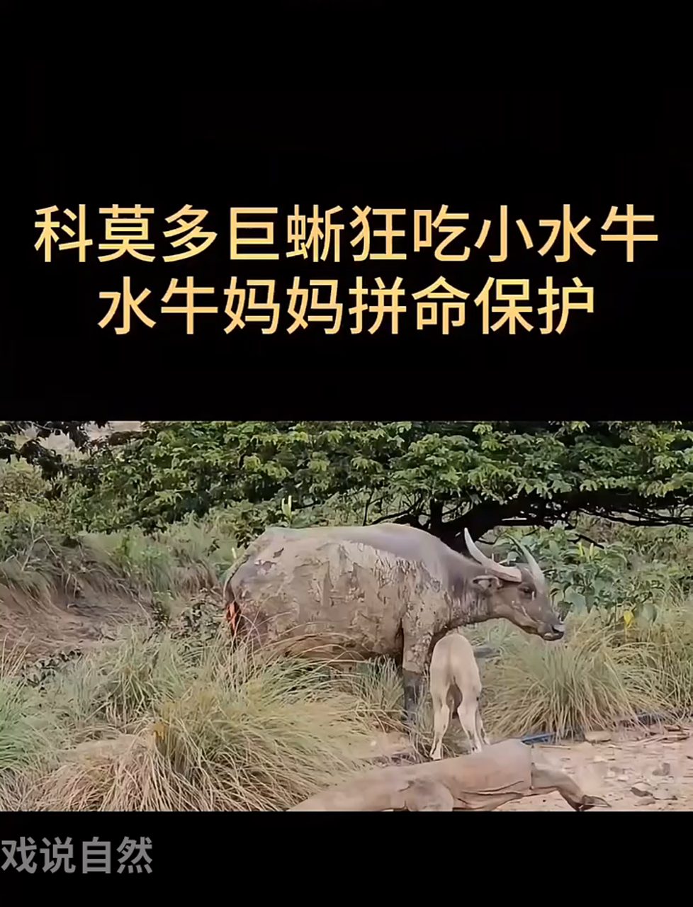 科莫多龙吞食小水牛,水牛妈妈奋力护犊!