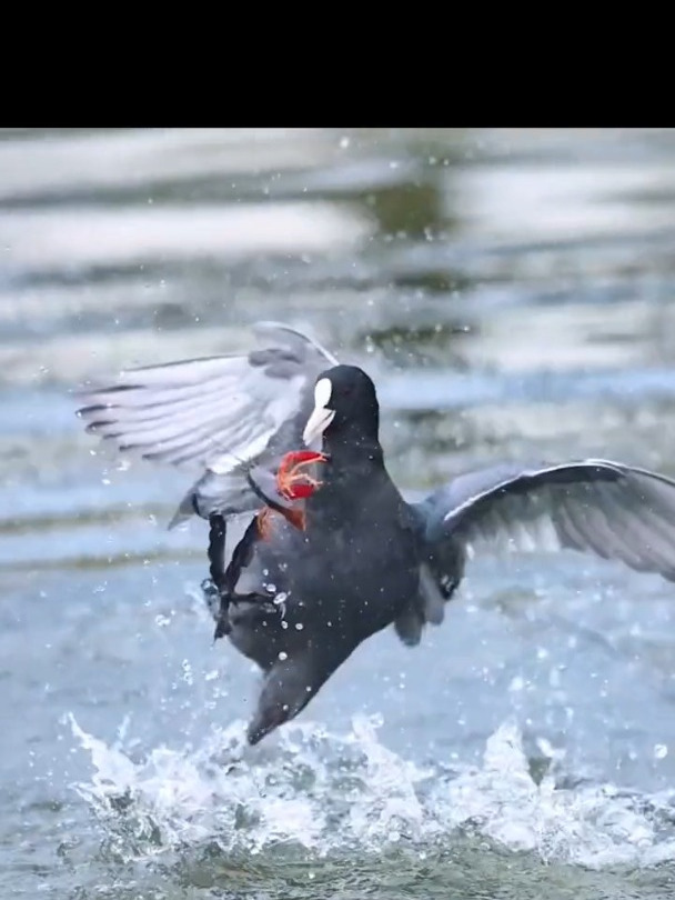 黑水鸡被它的食物攻击了