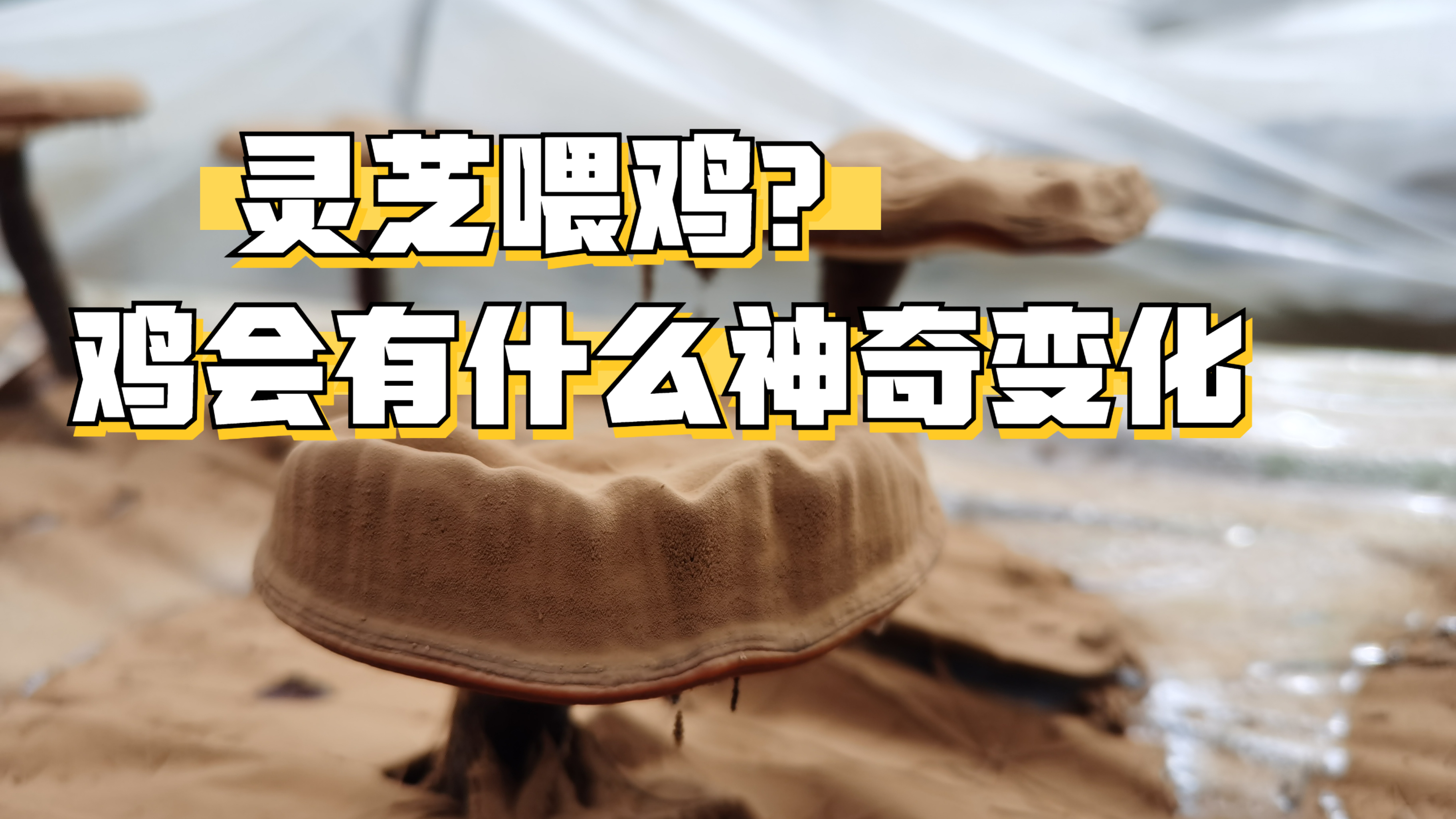 “仙草”灵芝喂鸡?鸡会有什么变化?下的鸡蛋又有什么不同