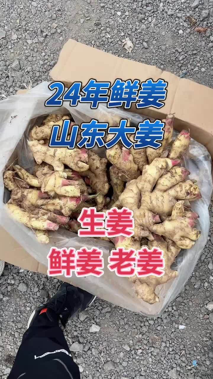 山东大姜滚蛋了图片